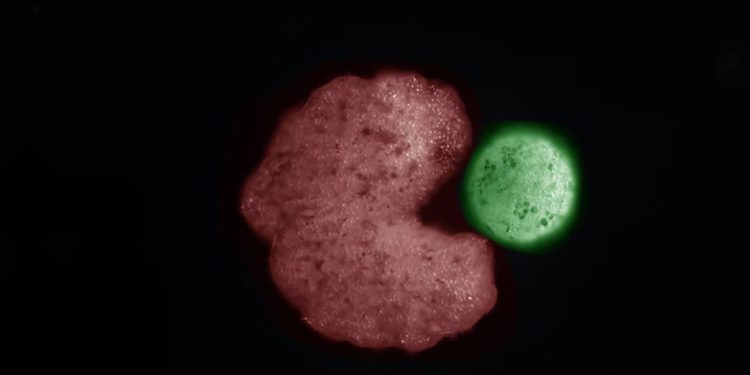 Scientists Create the World’s First AI-Designed Xenobots That Can Replicate